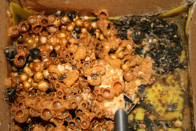 熊蜂授粉的技术要求