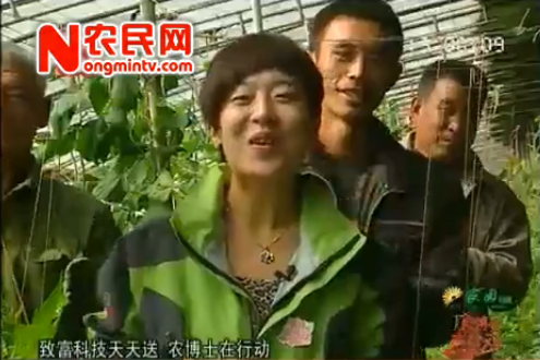 农博士在行动——熊蜂授粉技术指导