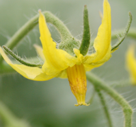 如何确认熊蜂授粉成功