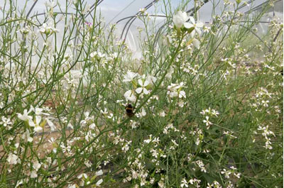 西藏那么美，忍不住，我们熊蜂也来了！