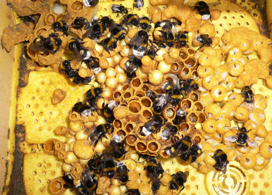 沃蜂案例2--熊蜂授粉