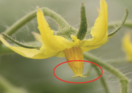 熊蜂使用方法及注意事项