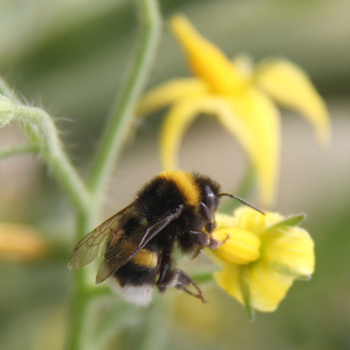 沃蜂案例1--熊蜂授粉