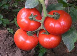 熊蜂授粉新技术