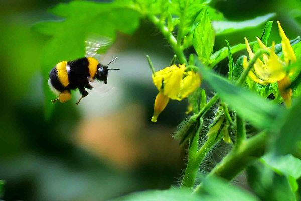 使用熊蜂-用药指导及建议