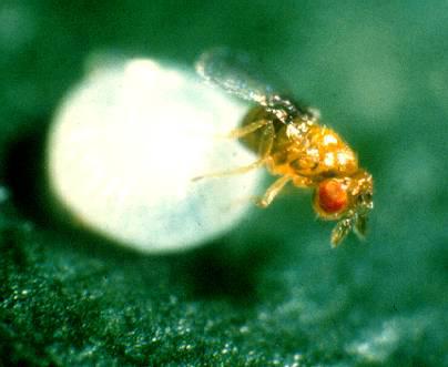 沃蜂案例4--赤眼蜂