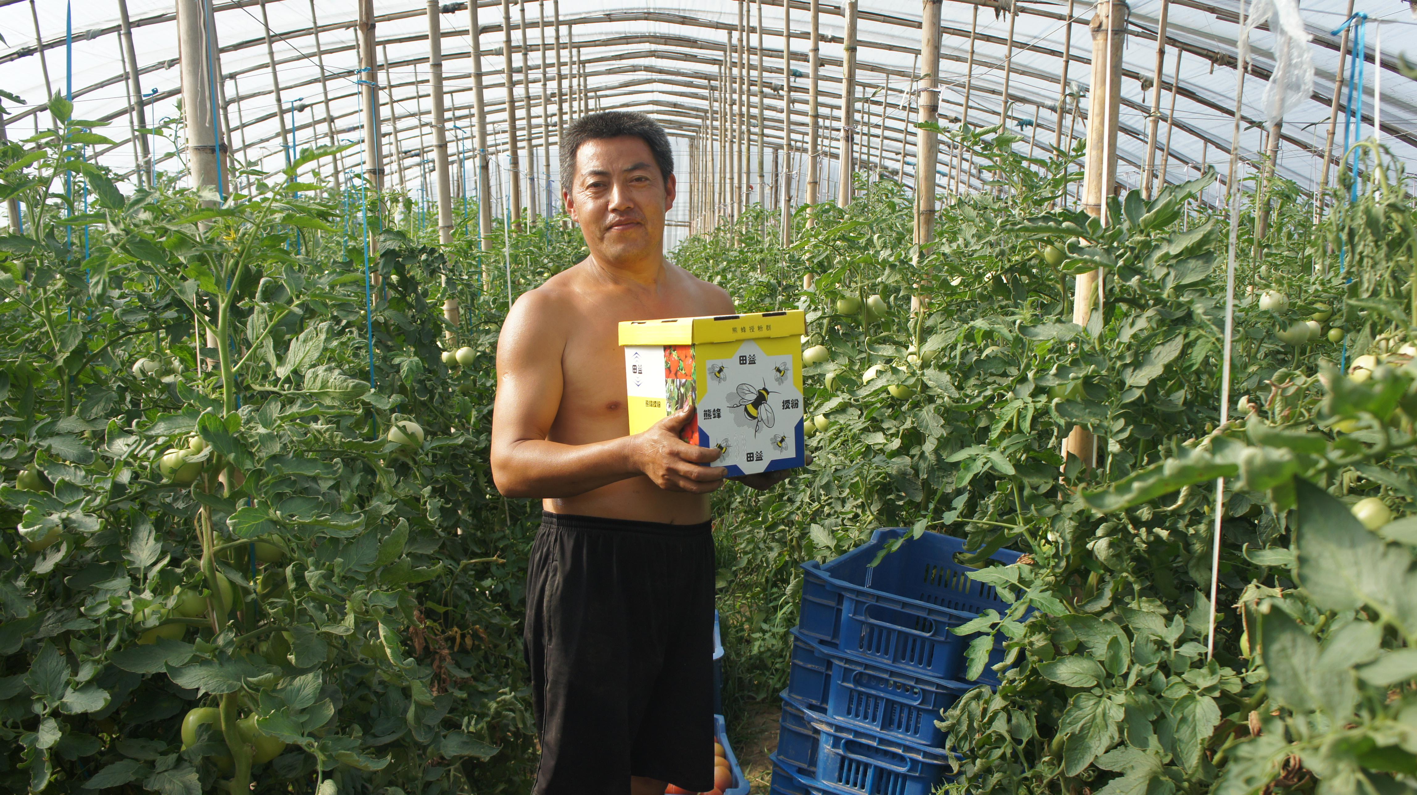 熊蜂授粉西红柿喜获丰收！