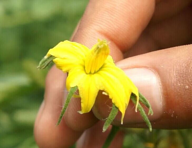 熊蜂授粉注意事项