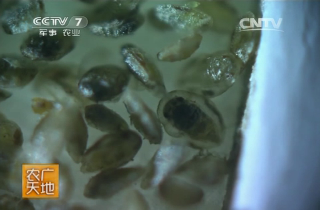 [农广天地]丽蚜小蜂防治温室白粉虱