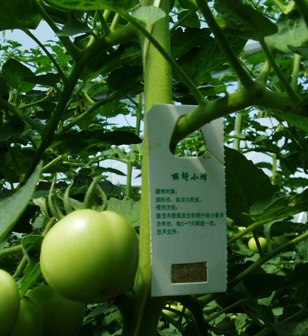 沃蜂案例3--丽蚜小蜂、熊蜂配套使用